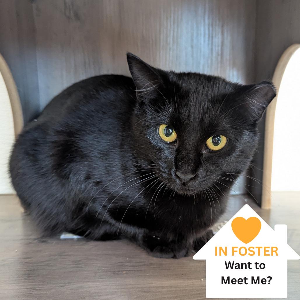 Enlarge Kitami, a Adoptable Domestic Short Hair in Salt Lake City, UT image 3/4