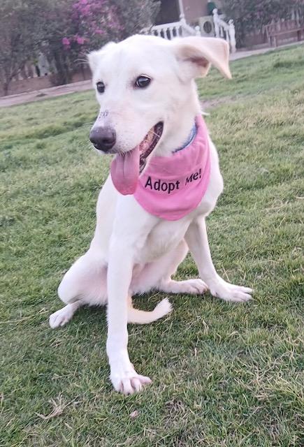 Bahar, a Adoptable mixed breed in Kingston , NY image 4/6