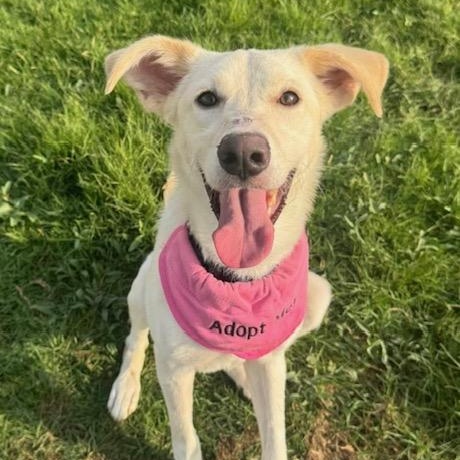 Bahar, Adoptable, Young Female Labrador Retriever & Saluki.