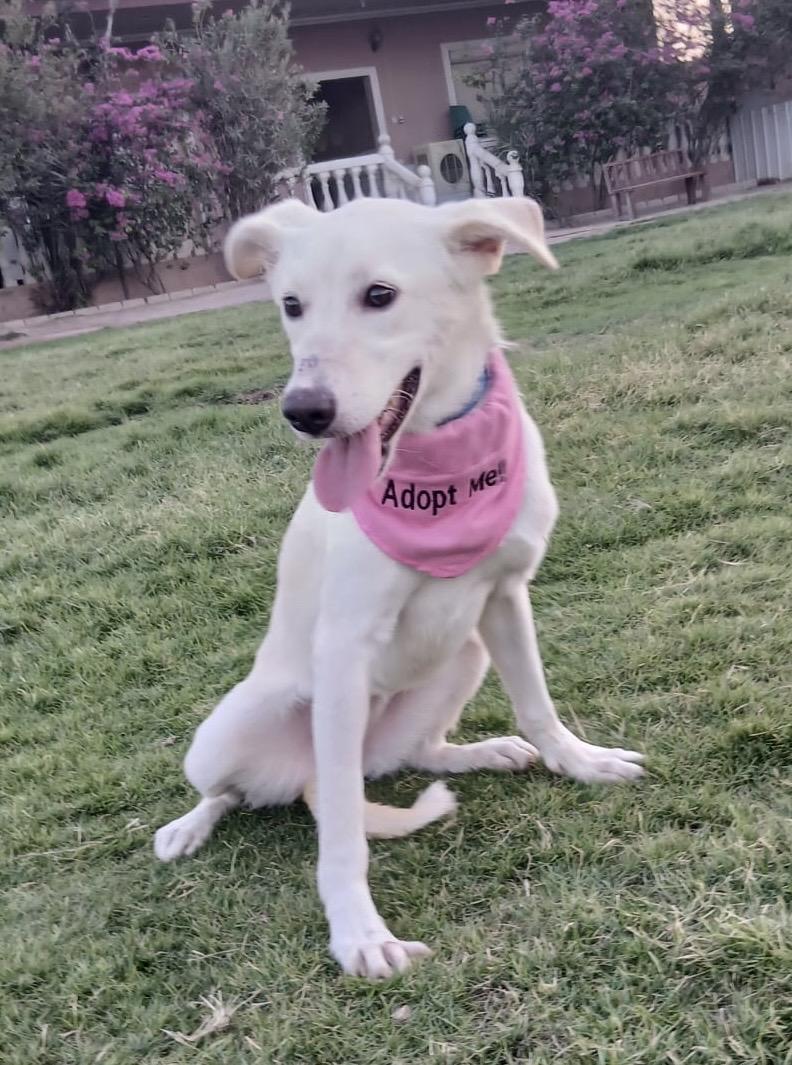 Bahar, a Adoptable mixed breed in Kingston , NY image 6/6