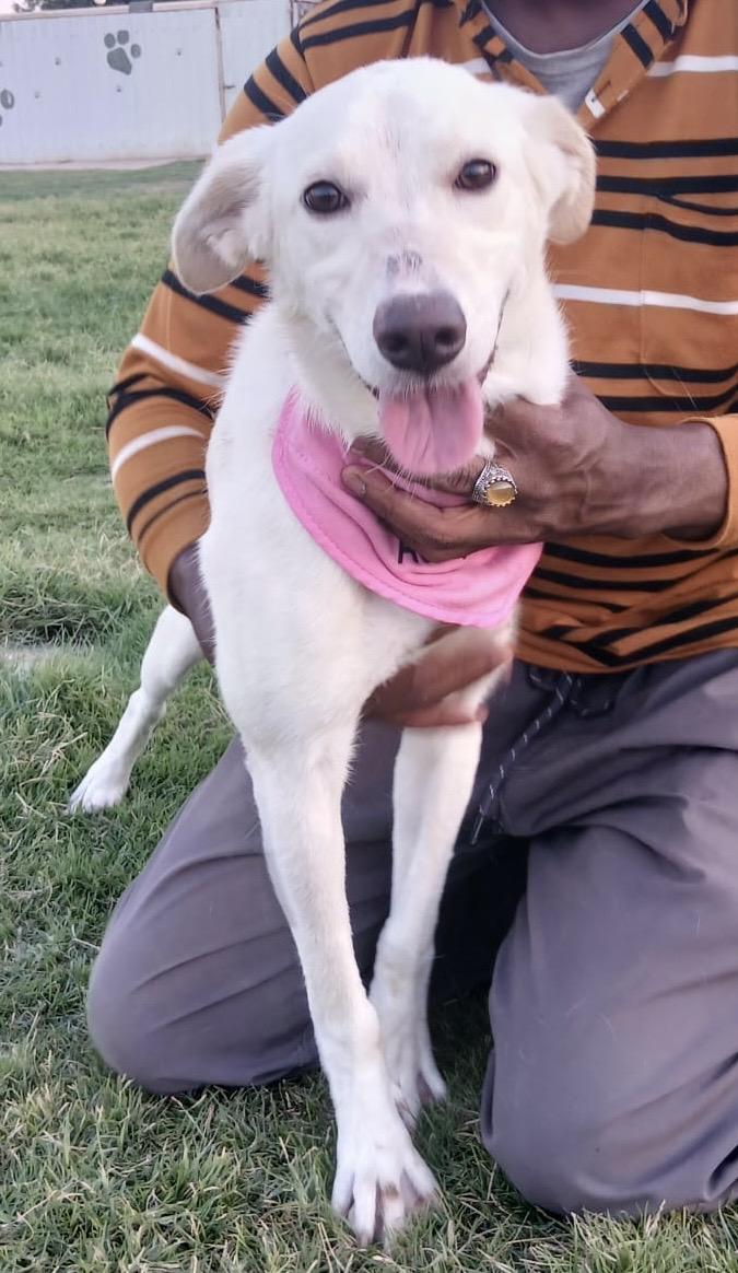 Bahar, a Adoptable mixed breed in Kingston , NY image 5/6