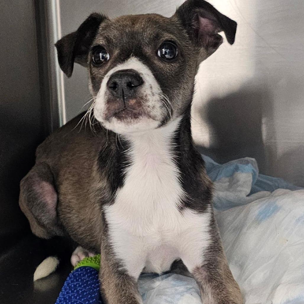 Phoebe, Adoptable, Puppy Female Mixed Breed.