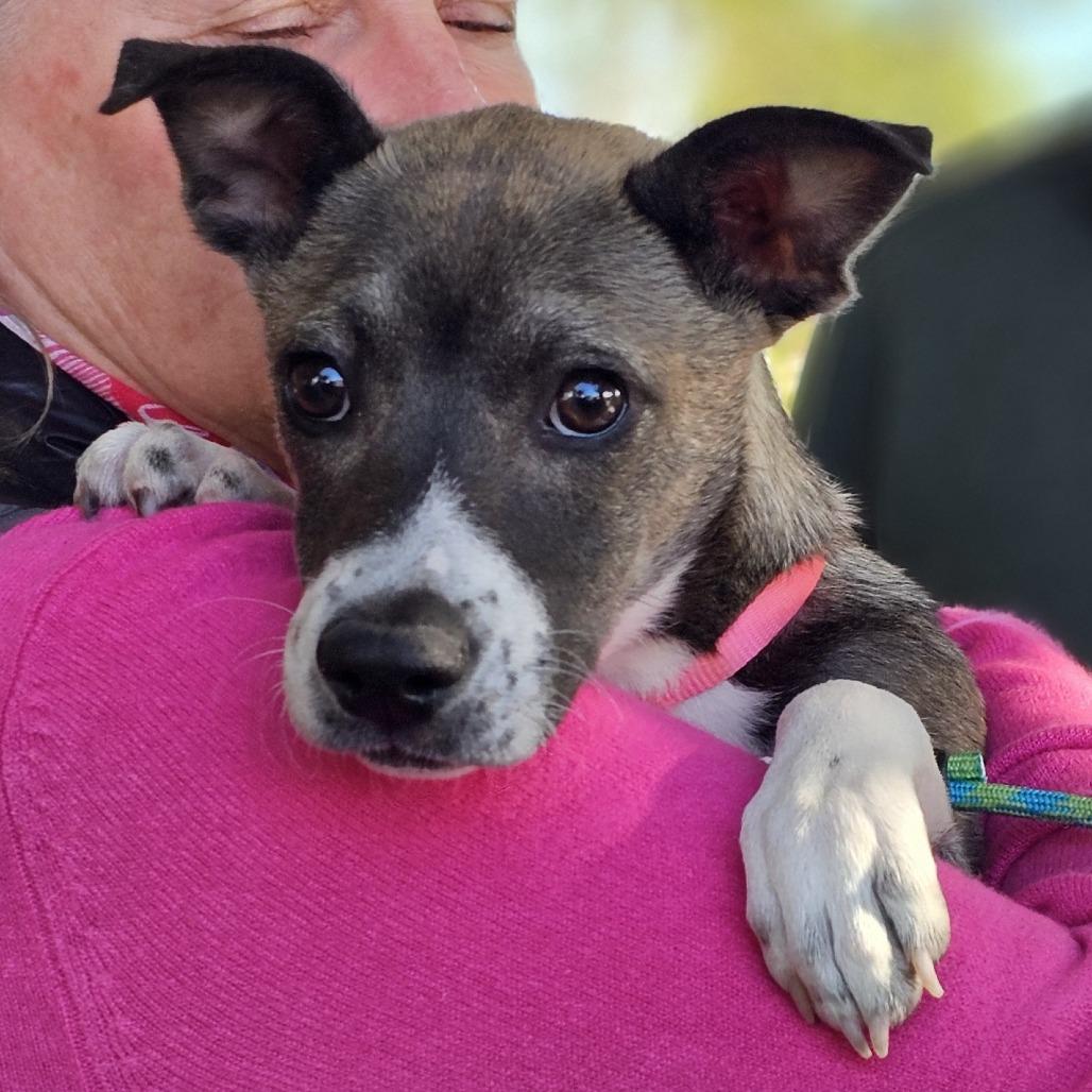 Enlarge Phoebe, a Adoptable Mixed Breed in Myrtle Beach, SC image 3/4