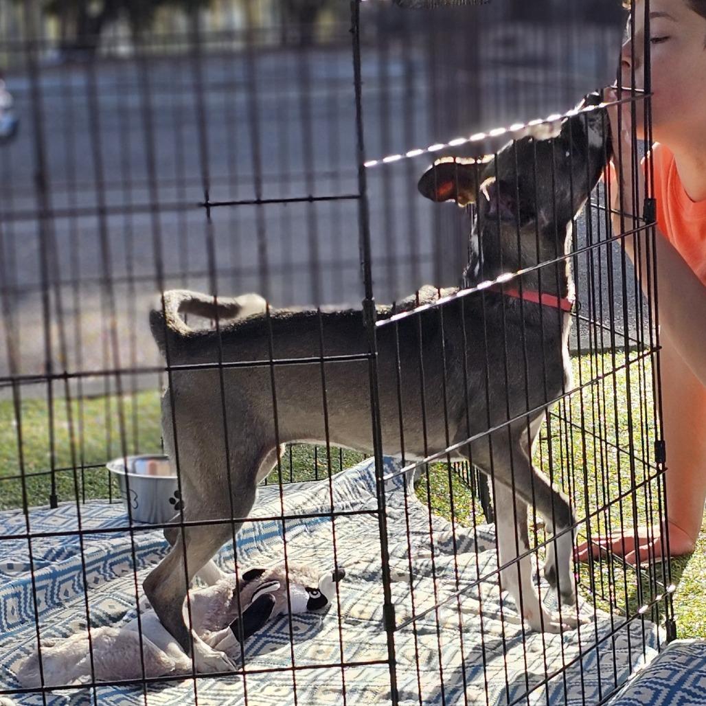 Enlarge Phoebe, a Adoptable Mixed Breed in Myrtle Beach, SC image 4/4