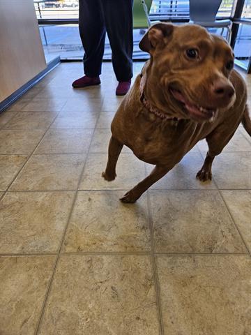 FAYE, Adoptable, Adult Female Pit Bull Terrier.