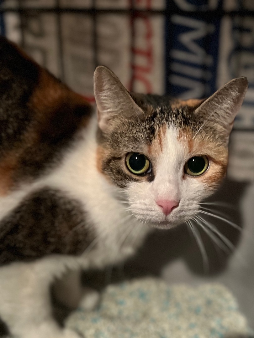 Snow, a Adoptable Domestic Short Hair in Brooklyn, NY image 1/9