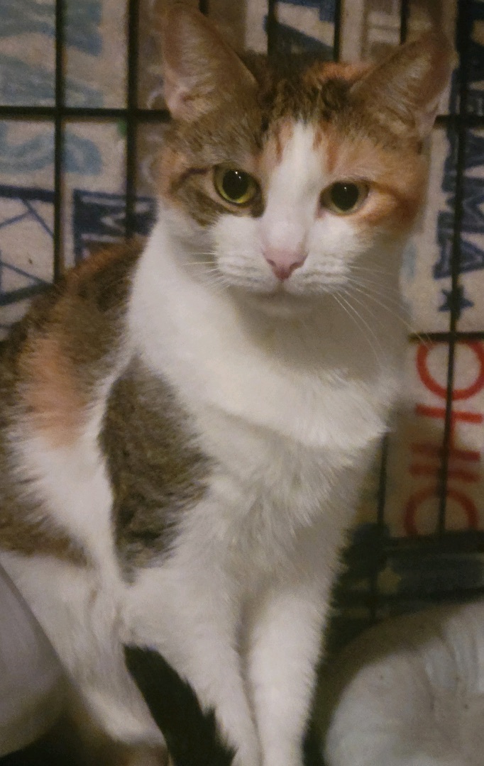 Snow, a Adoptable Domestic Short Hair in Brooklyn, NY image 2/9