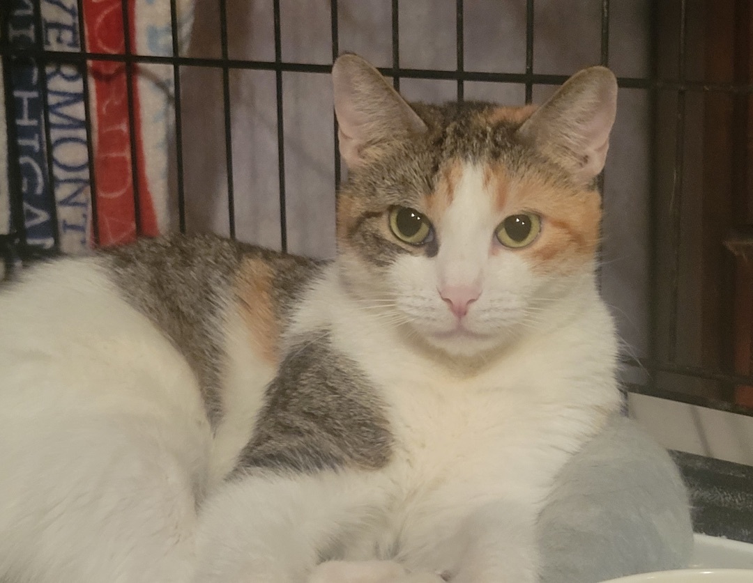 Snow, a Adoptable Domestic Short Hair in Brooklyn, NY image 4/9