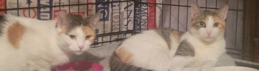 Snow, a Adoptable Domestic Short Hair in Brooklyn, NY image 5/9