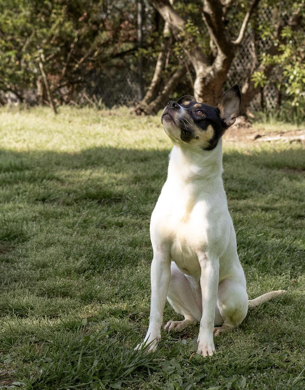 Raven, Adoptable, Young Female Mixed Breed.