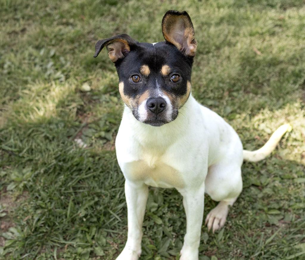 Enlarge Raven, a Adoptable Mixed Breed in Durham, NC image 2/3