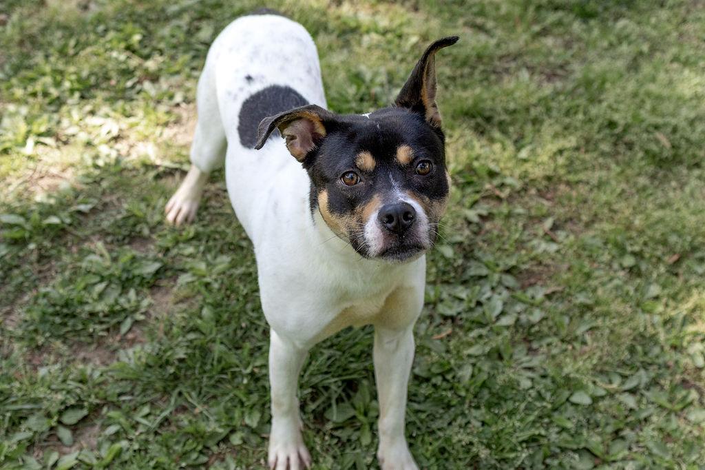 Enlarge Raven, a Adoptable Mixed Breed in Durham, NC image 3/3