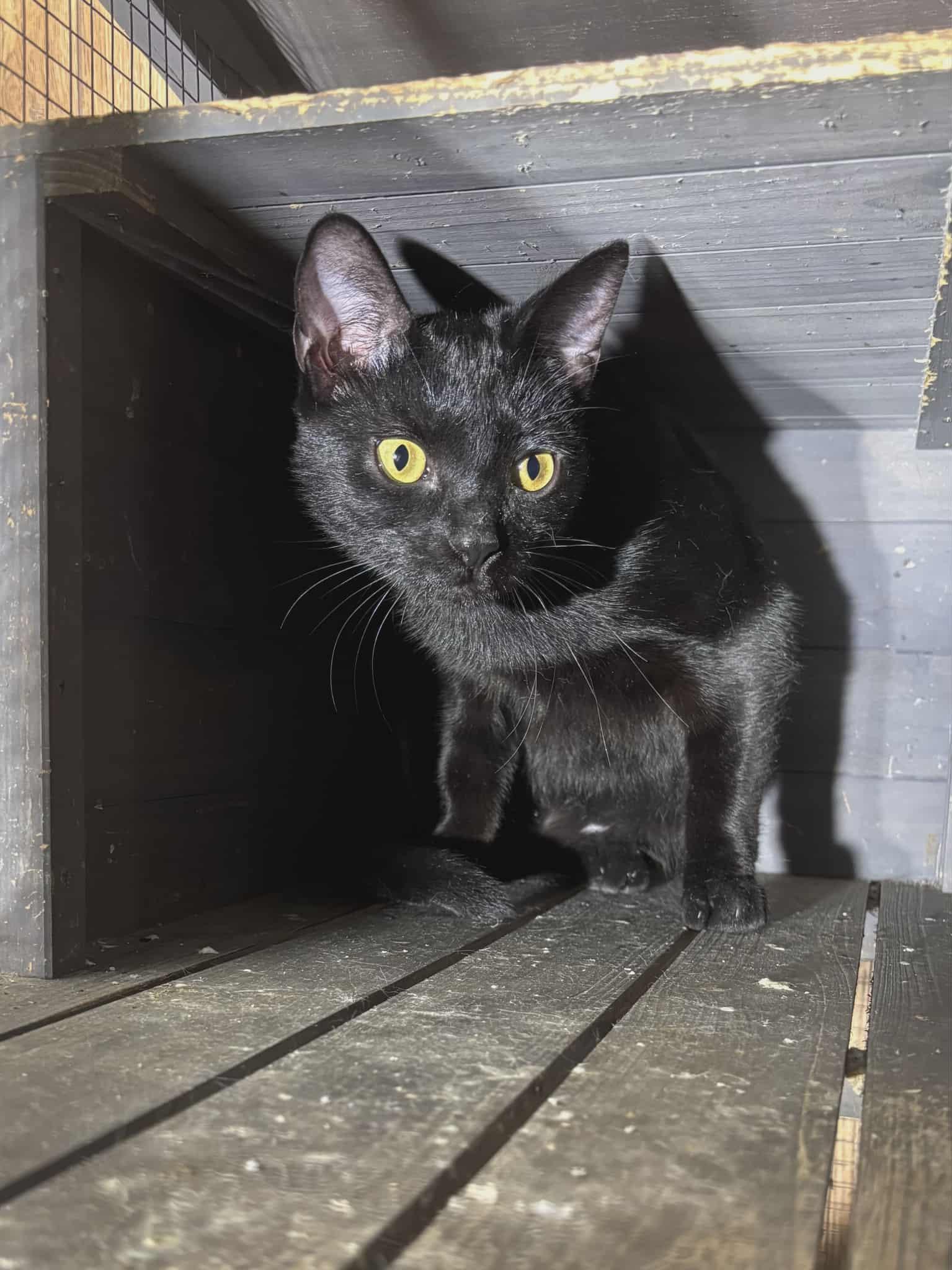 Enlarge Calvin, a ADOPTABLE Domestic Short Hair in Spring, TX image 2/4