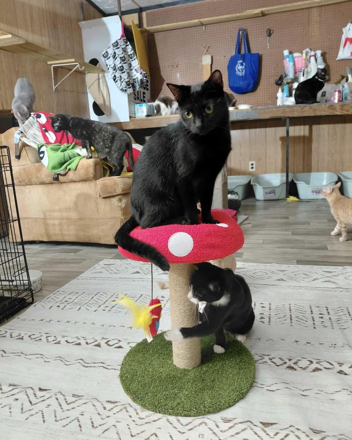 Enlarge Calvin, a ADOPTABLE Domestic Short Hair in Spring, TX image 4/4