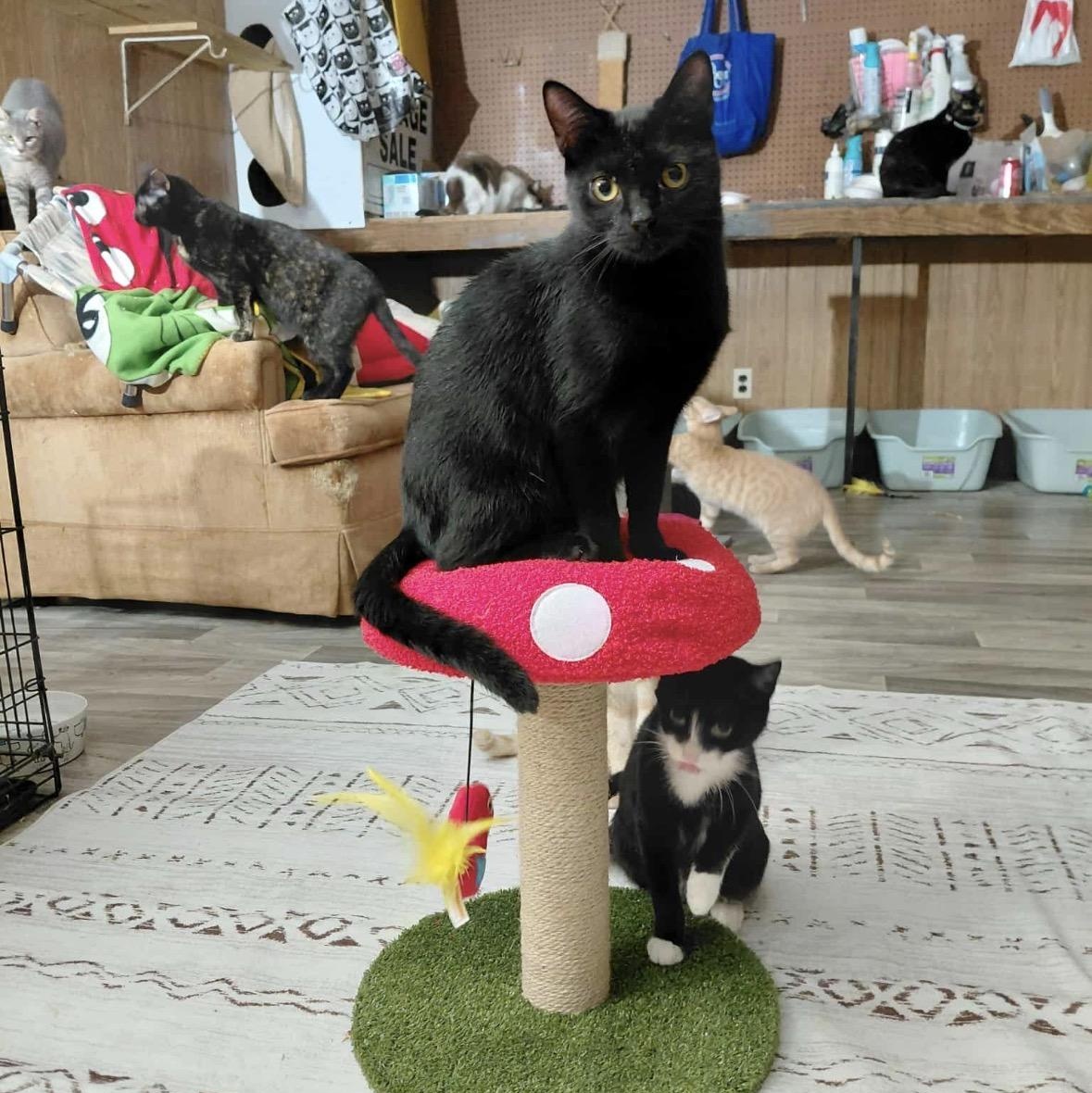 Calvin, ADOPTABLE, Young Male Domestic Short Hair.