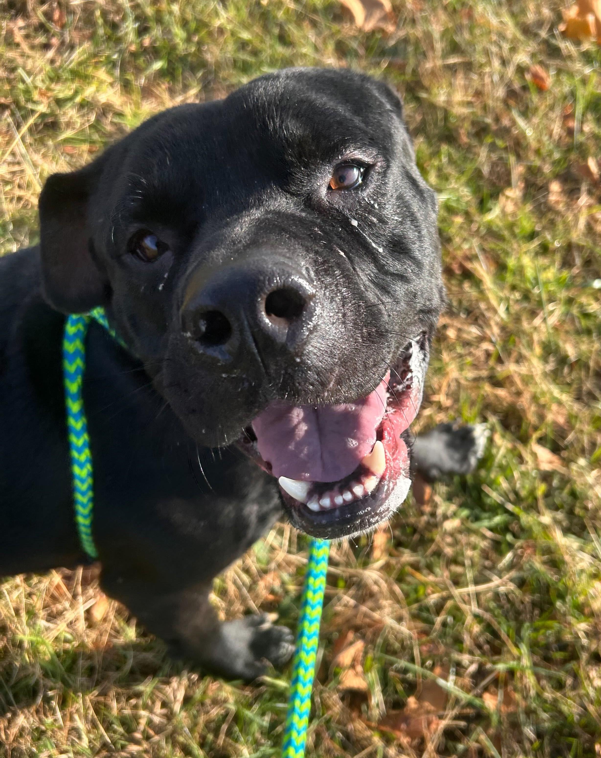 Bishop, a ADOPTABLE mixed breed in Queenstown, MD image 5/6