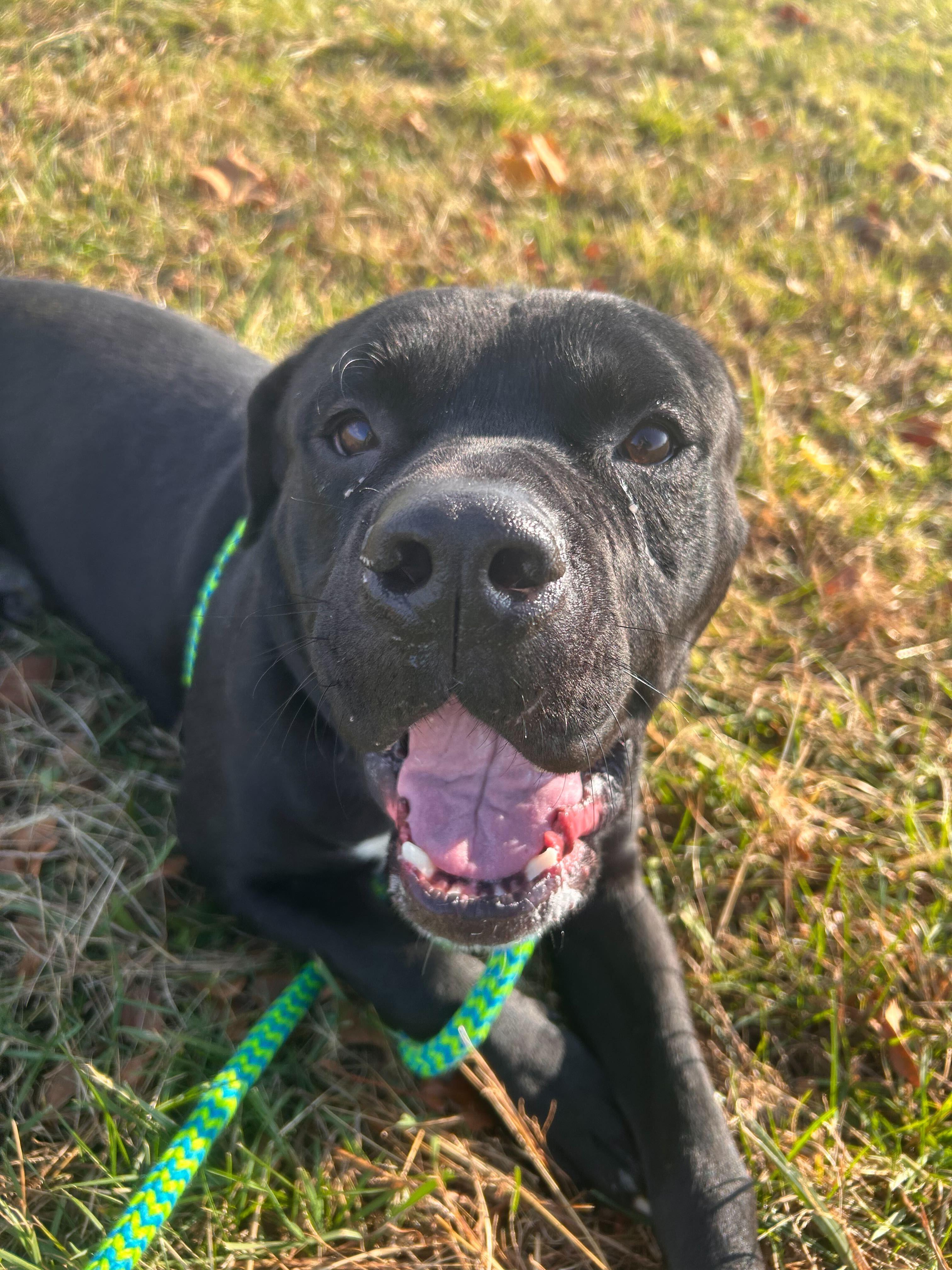 Bishop, a ADOPTABLE mixed breed in Queenstown, MD image 6/6
