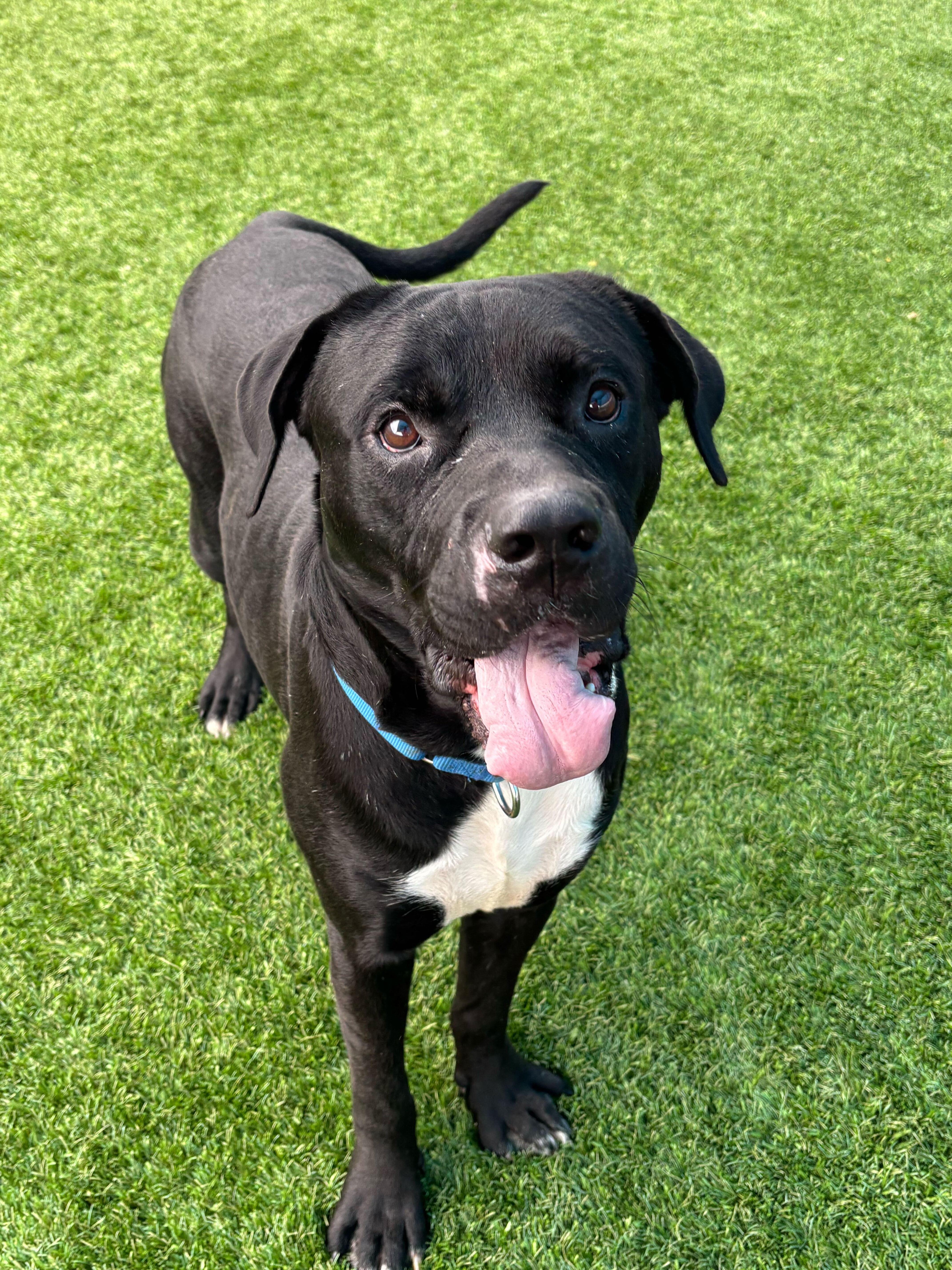 Bishop, a ADOPTABLE mixed breed in Queenstown, MD image 3/6