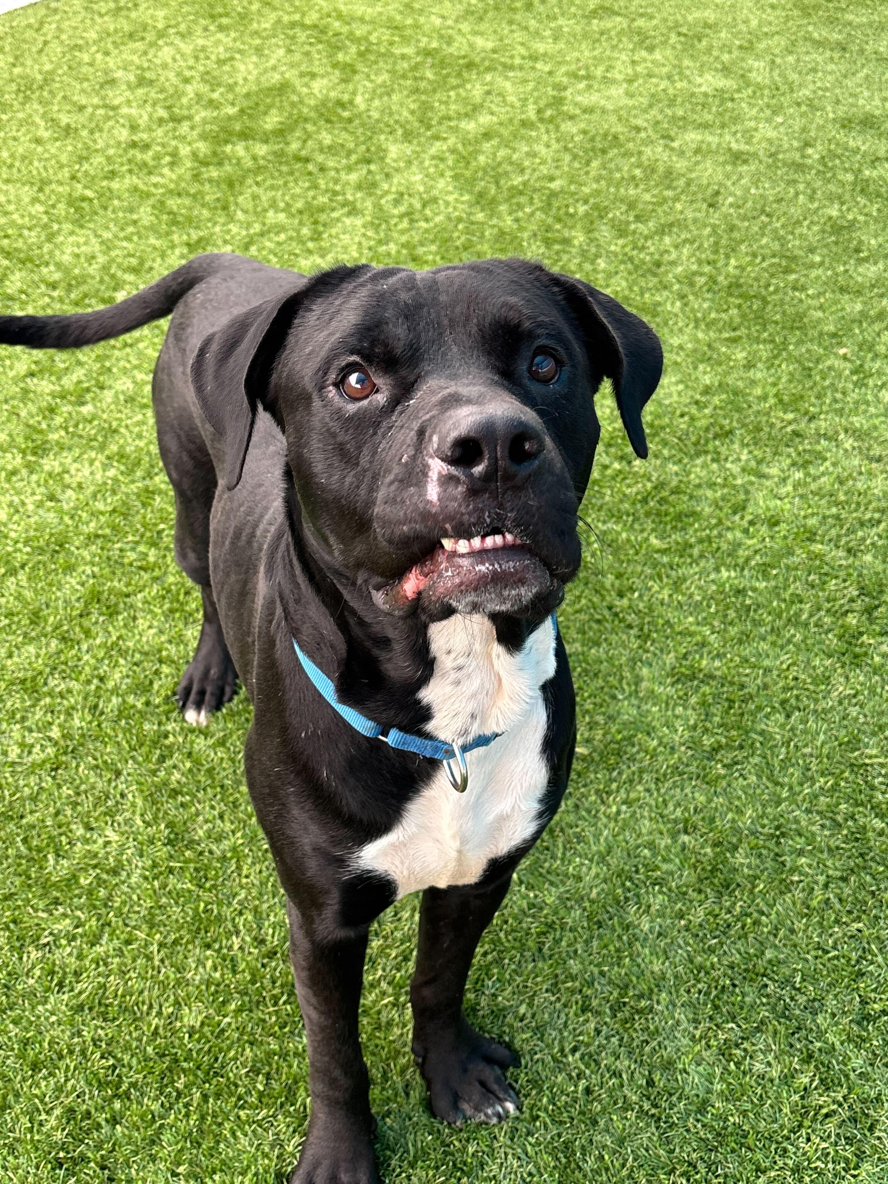 Bishop, a ADOPTABLE mixed breed in Queenstown, MD image 2/6