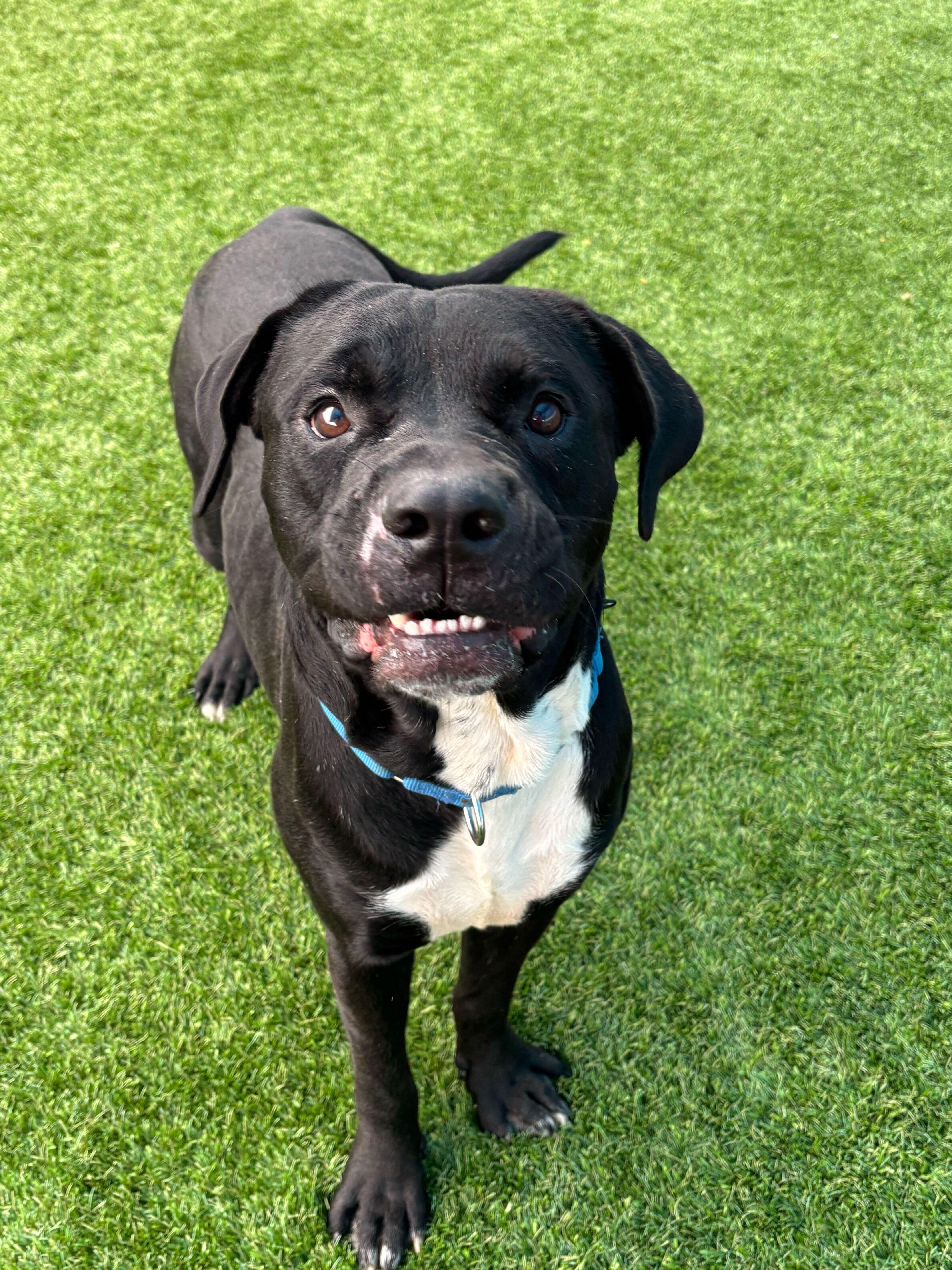 Bishop, a ADOPTABLE mixed breed in Queenstown, MD image 1/6