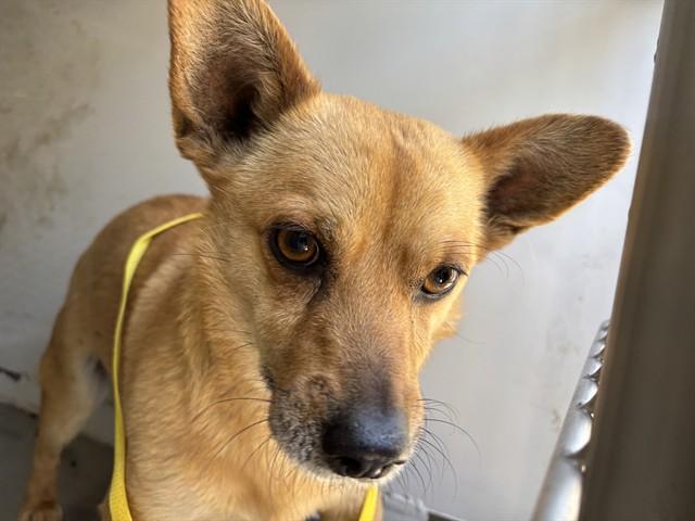 Enlarge Calvin - URGENT AND AT RISK, a ADOPTABLE Chihuahua in Thousand Oaks, CA image 1/1