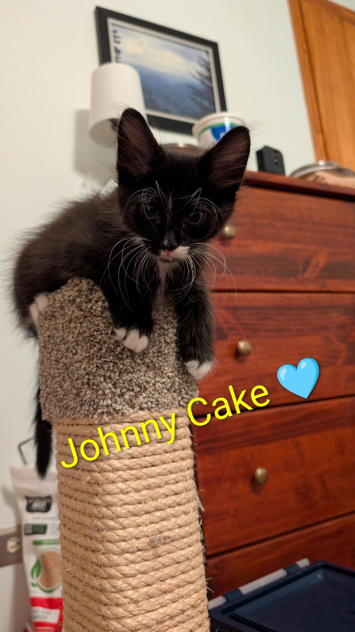 Johnny Cake & Mrs. Wiggins, a ADOPTABLE Domestic Medium Hair in Homewood, IL image 2/3