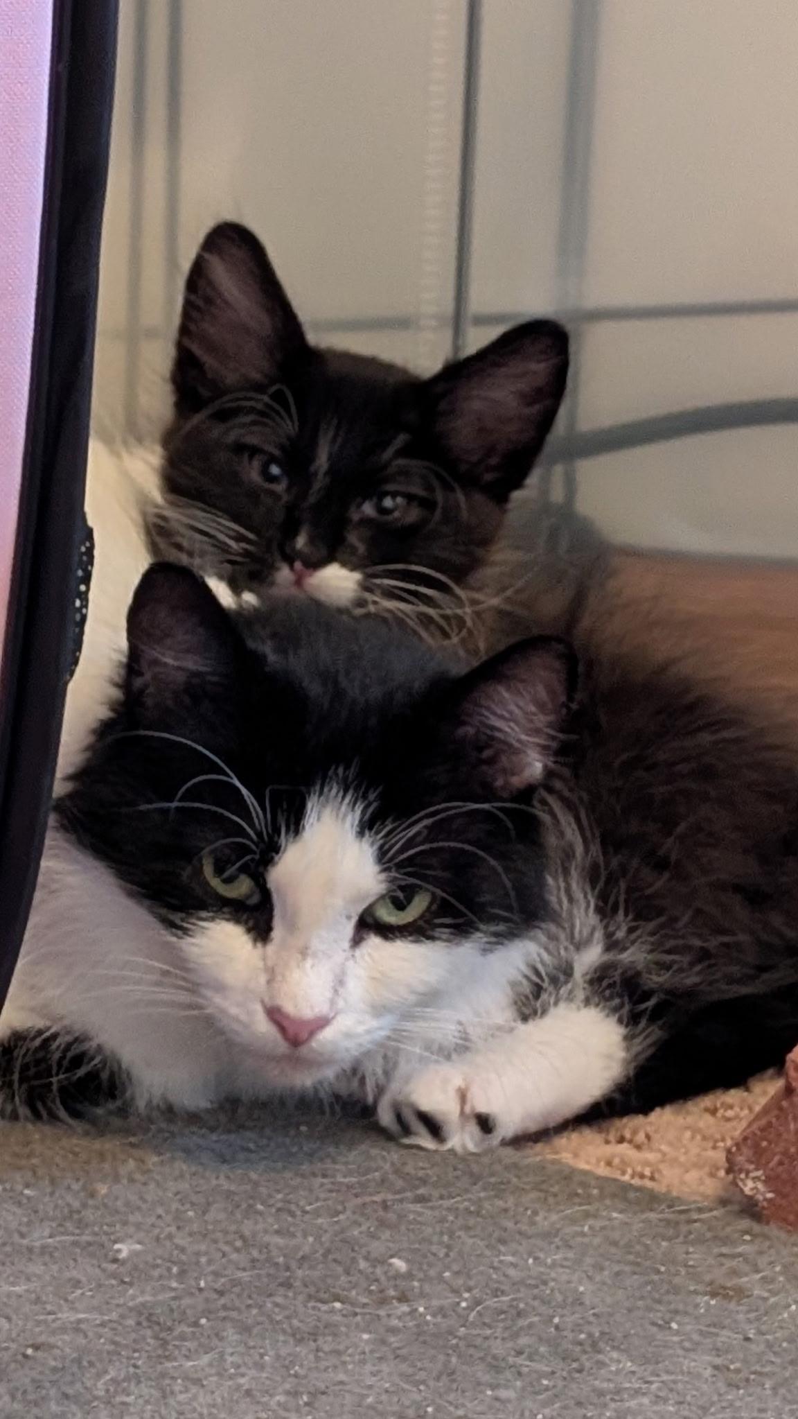 Johnny Cake & Mrs. Wiggins, a ADOPTABLE Domestic Medium Hair in Homewood, IL image 1/3