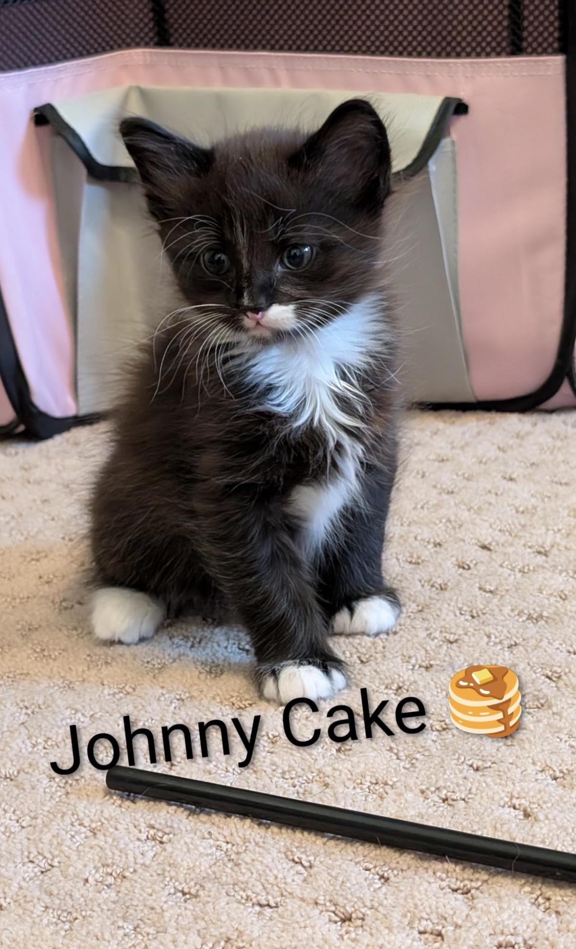 Johnny Cake & Mrs. Wiggins, a ADOPTABLE Domestic Medium Hair in Homewood, IL image 3/3