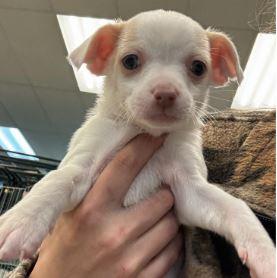Enlarge Jane Goodall, a Adopted Chihuahua in Mckinleyville, CA image 1/1