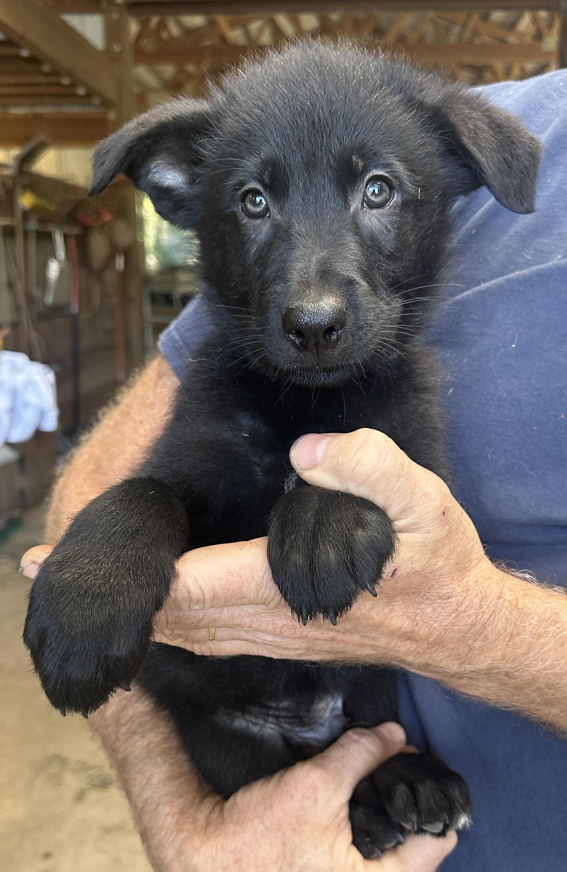 Enlarge Orion, a Adoptable mixed breed in Beaverton, OR image 1/1