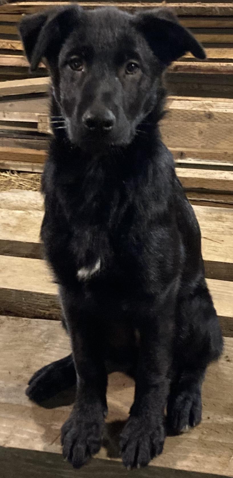 Orion, Adoptable, Puppy Male Labrador Retriever & German Shepherd Dog.