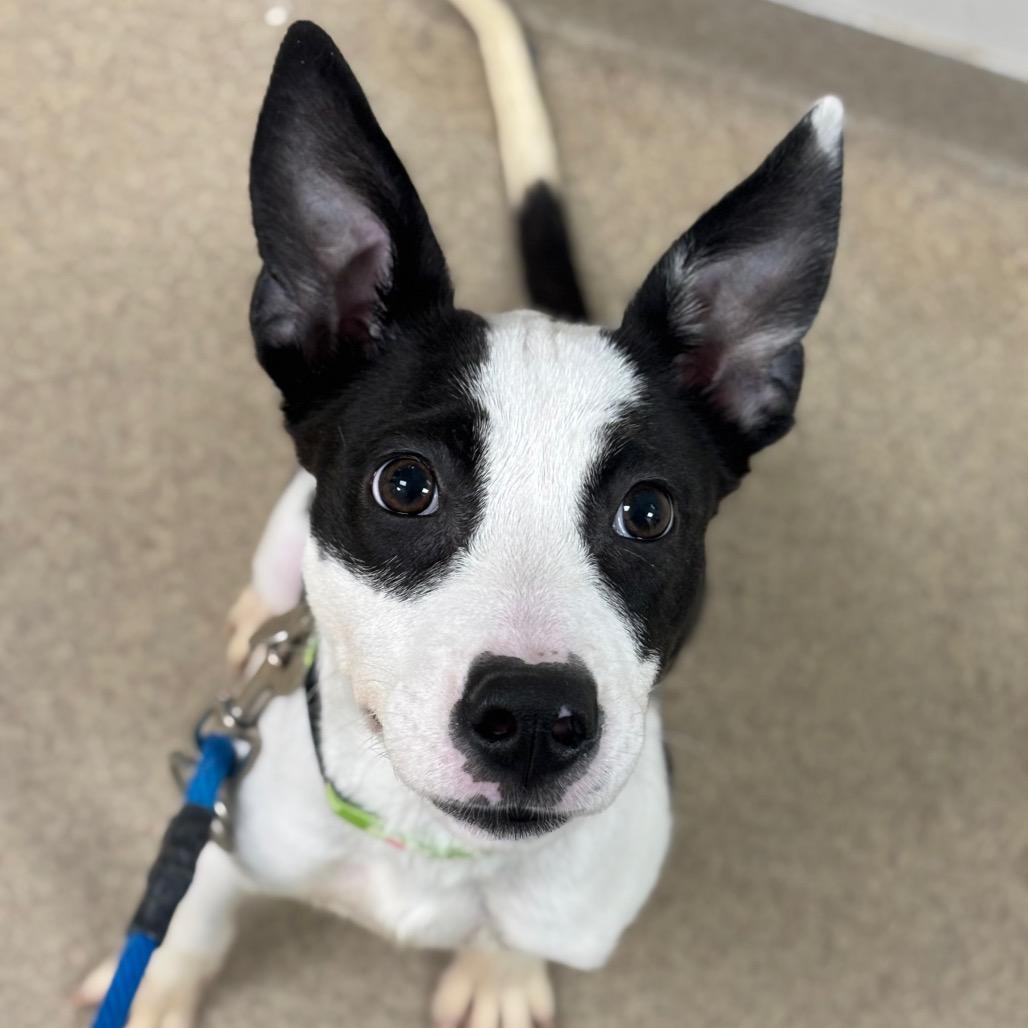 Talia, Adoptable, Puppy Female Terrier.