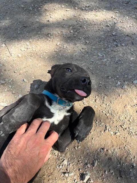 Bodie, a ADOPTABLE Feist in Mason City, IL image 1/6