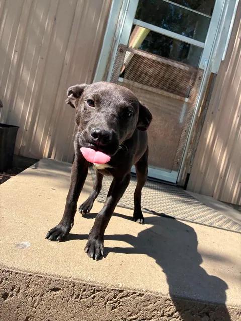 Bodie, a ADOPTABLE Feist in Mason City, IL image 6/6