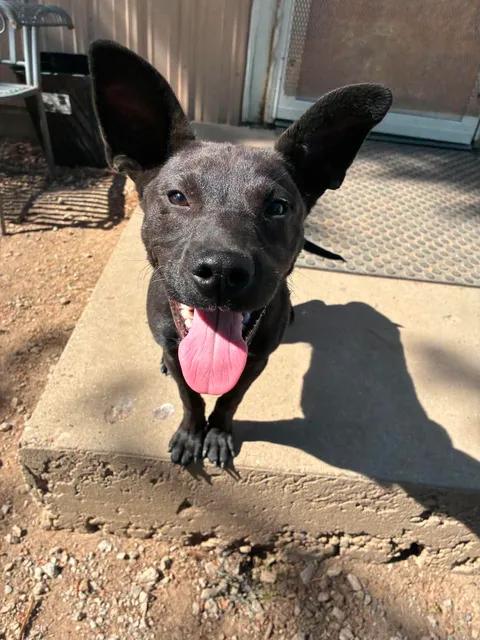 Bodie, a ADOPTABLE Feist in Mason City, IL image 2/6