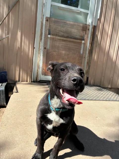 Bodie, a ADOPTABLE Feist in Mason City, IL image 4/6