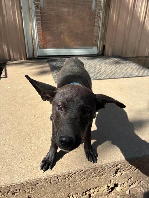 Bodie, a ADOPTABLE Feist in Mason City, IL image 3/6