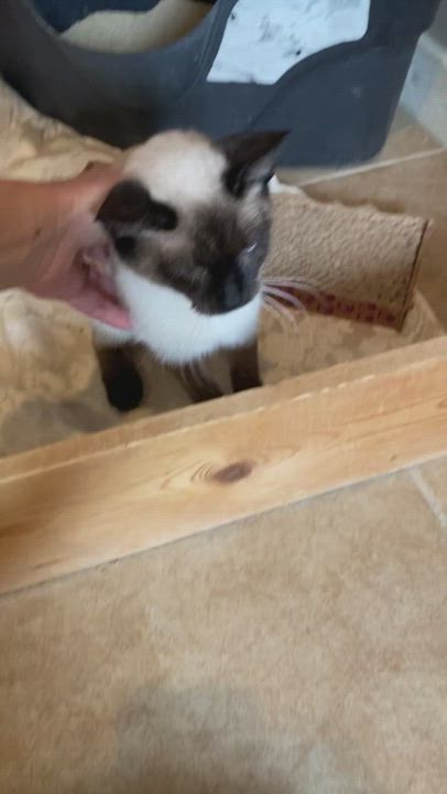 Enlarge Cha Cha, a Adopted mixed breed in Bradenton, FL video 2/3