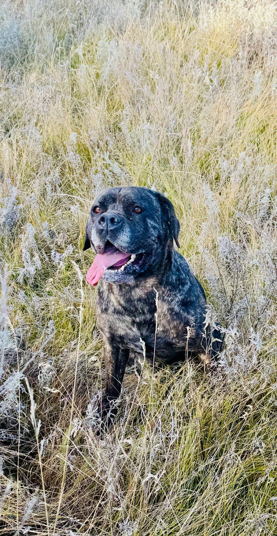 Coco, adoptable, Adult Female Mixed Breed.