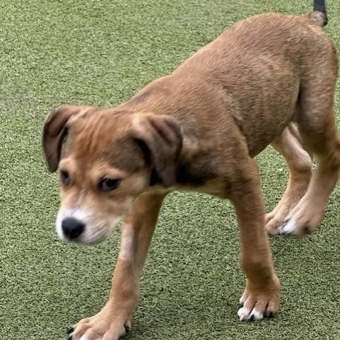 WEAVER, an adoptable Labrador Retriever, Terrier in boise, ID, 83704 | Photo Image 1