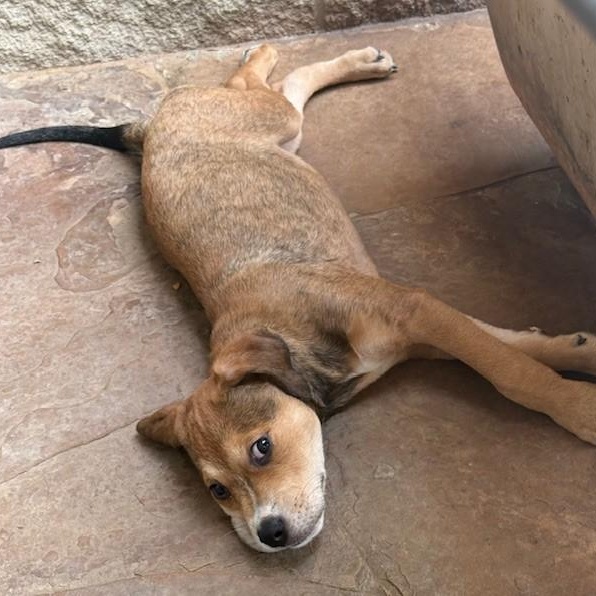 WEAVER, an adoptable Labrador Retriever, Terrier in boise, ID, 83704 | Photo Image 5