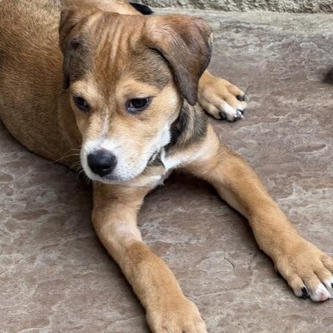 WEAVER, an adoptable Labrador Retriever, Terrier in boise, ID, 83704 | Photo Image 4