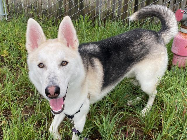 Enlarge HOWDY, a Adoptable mixed breed in Santa Rosa, CA image 1/1