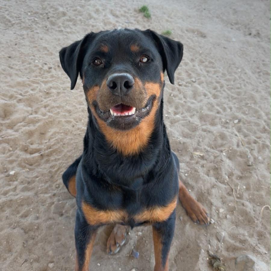 River, ADOPTABLE, Adult Male Rottweiler.