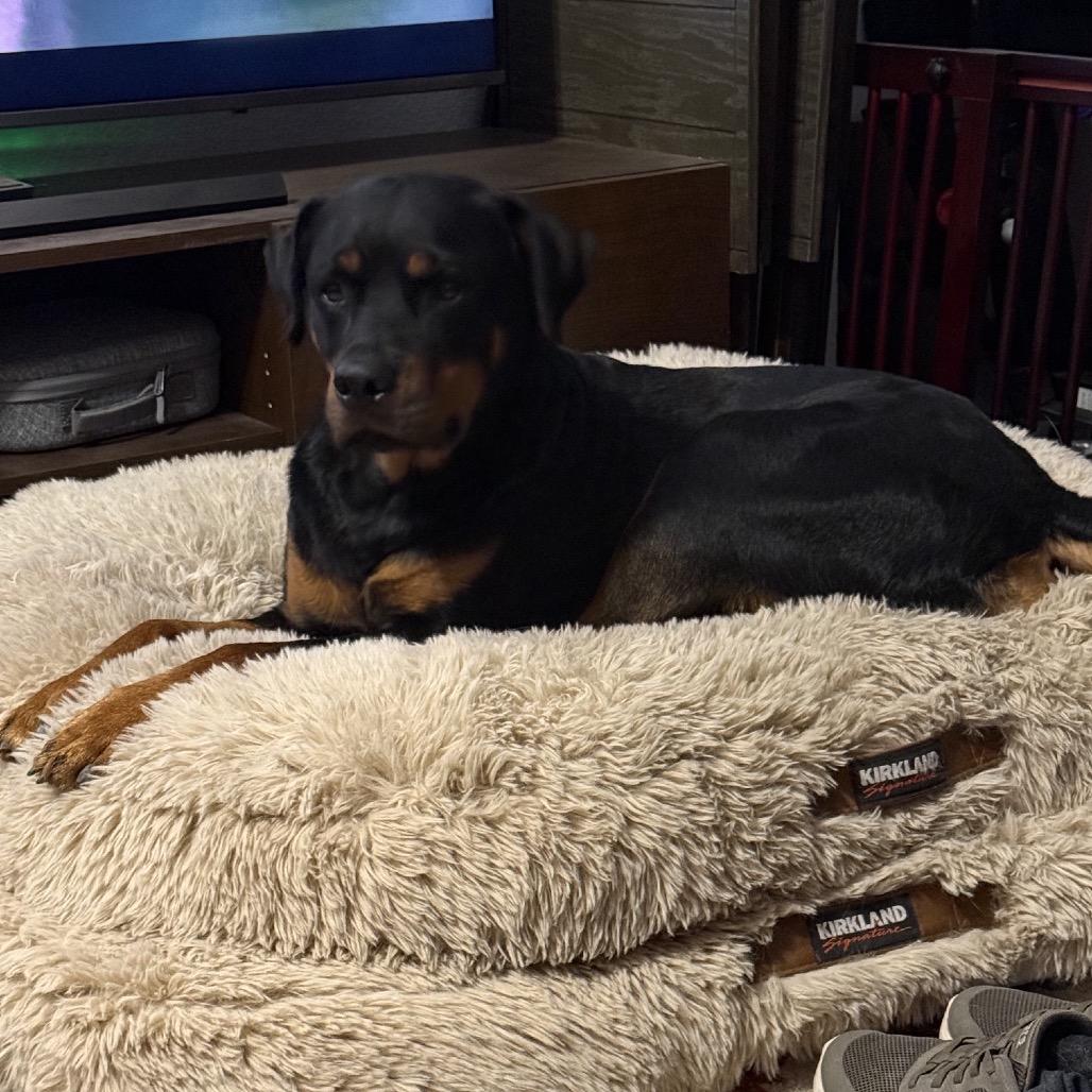 River, a ADOPTABLE Rottweiler in Fallon, NV image 2/3