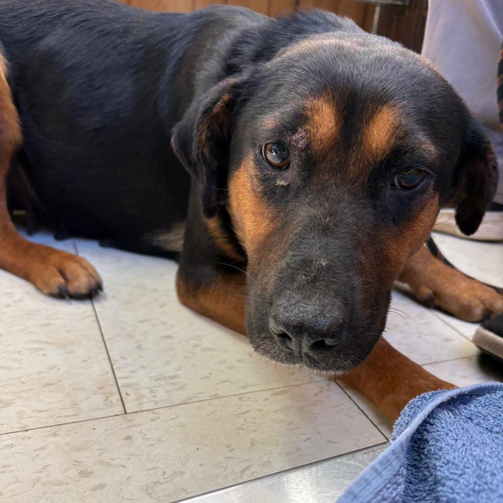 Tillamook, Adoptable, Adult Female Mixed Breed.