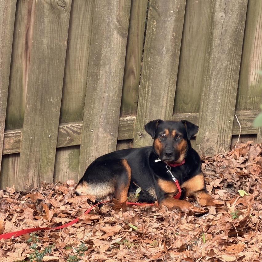 Enlarge Tillamook *AVAILABLE IN FOSTER*, a Adoptable Mixed Breed in Columbiana, AL image 2/6