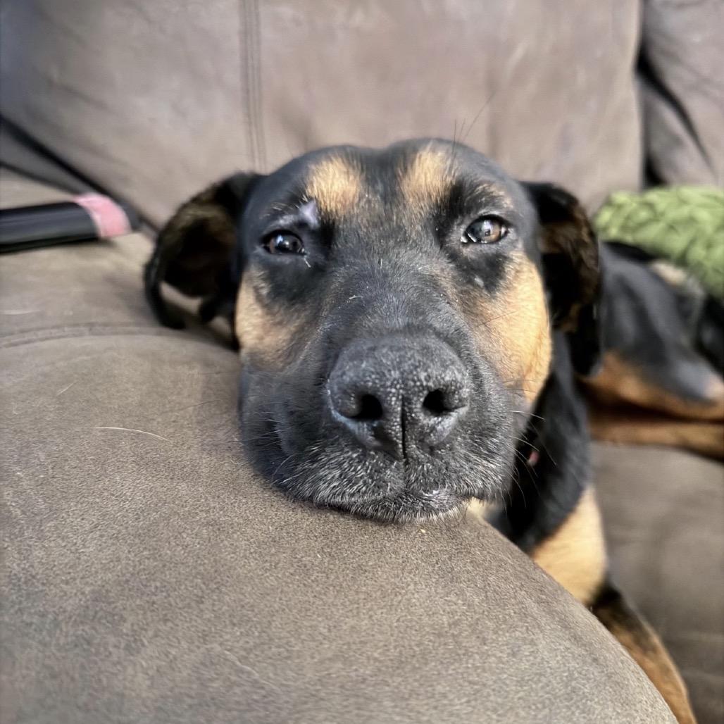 Enlarge Tillamook *AVAILABLE IN FOSTER*, a Adoptable Mixed Breed in Columbiana, AL image 3/6