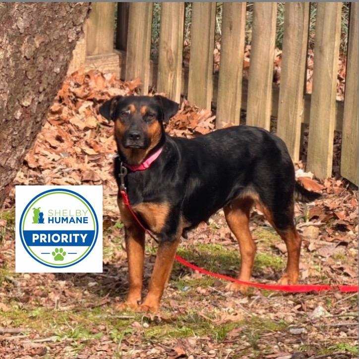 Tillamook *AVAILABLE IN FOSTER*, a Adoptable Mixed Breed in Columbiana, AL image 2/6