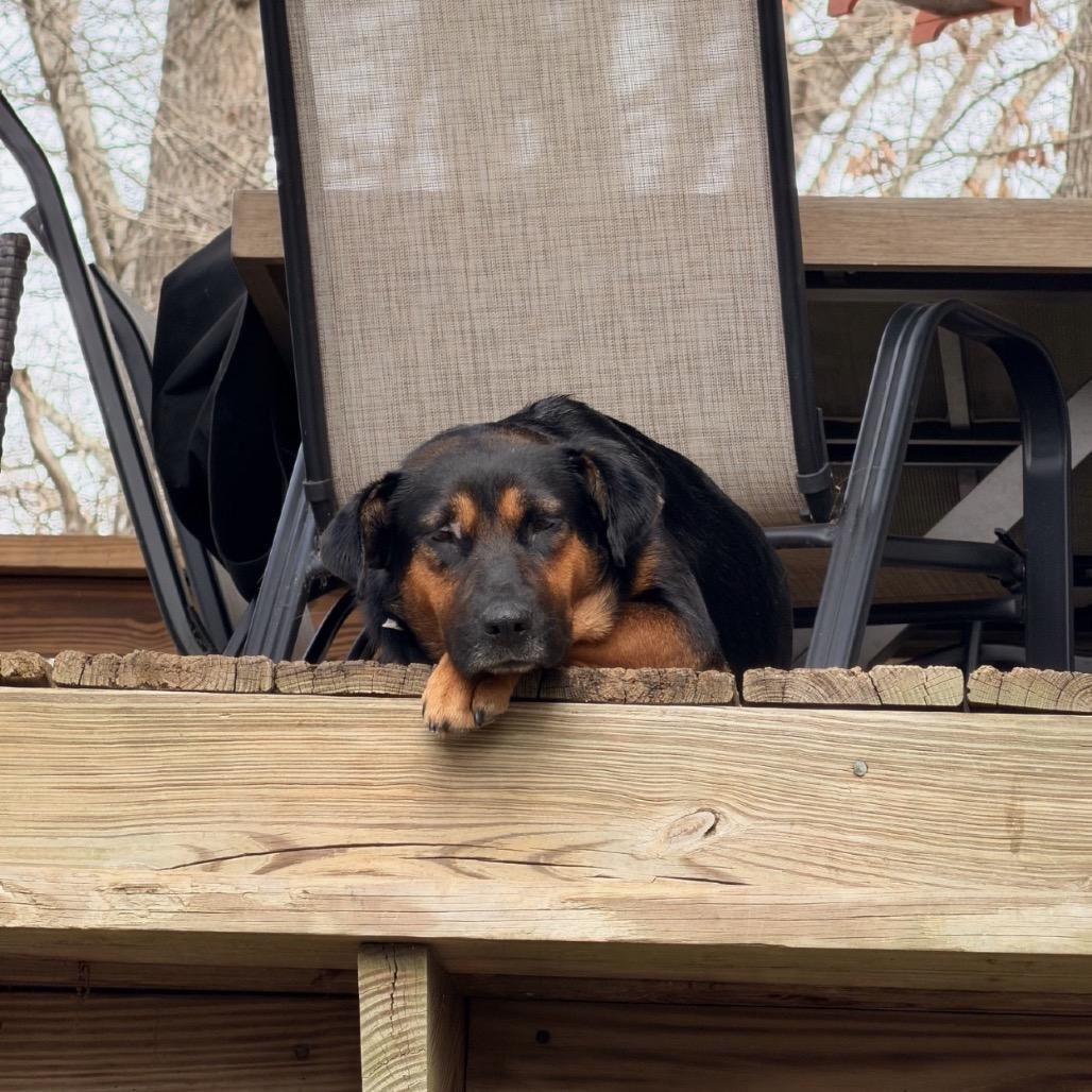 Enlarge Tillamook *AVAILABLE IN FOSTER*, a Adoptable Mixed Breed in Columbiana, AL image 4/6